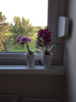 soboslikarstvo ljevakovic radovi soboslikarski (3)